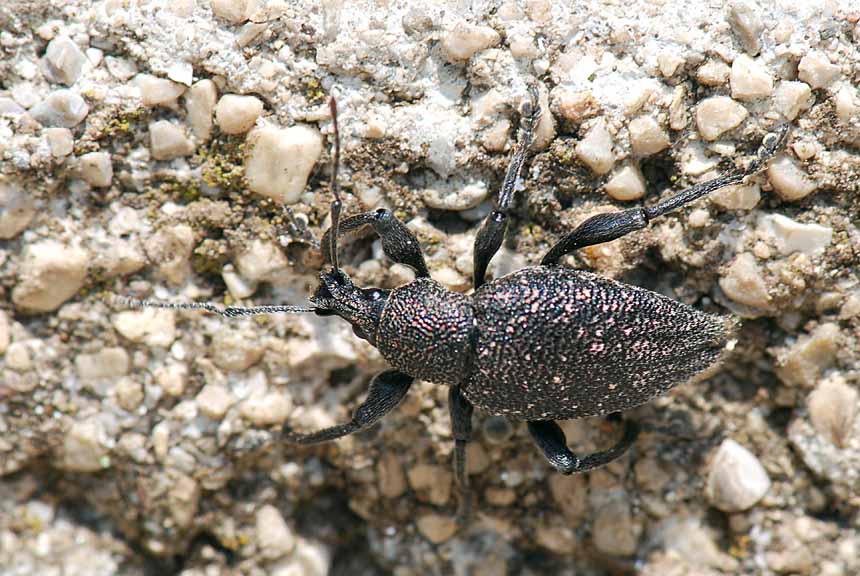 Curculionide da identificare: Otiorhynchus caudatus